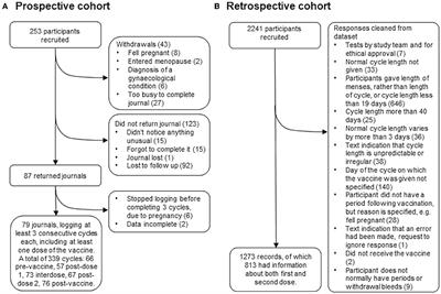 Effect of COVID-19 vaccination on the timing and flow of menstrual periods in two cohorts
